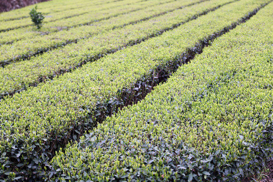 茶叶茶园茶田