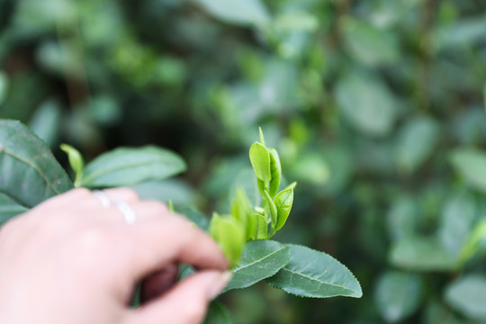 茶叶茶园茶田