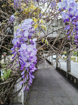 一簇紫藤花