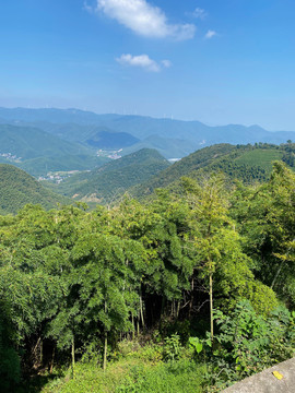 莫干山山林