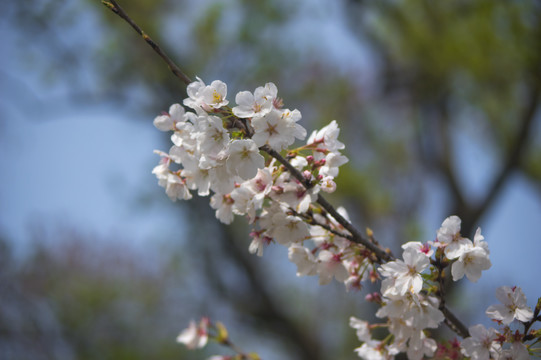 春花