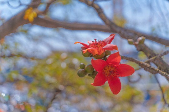 木棉花