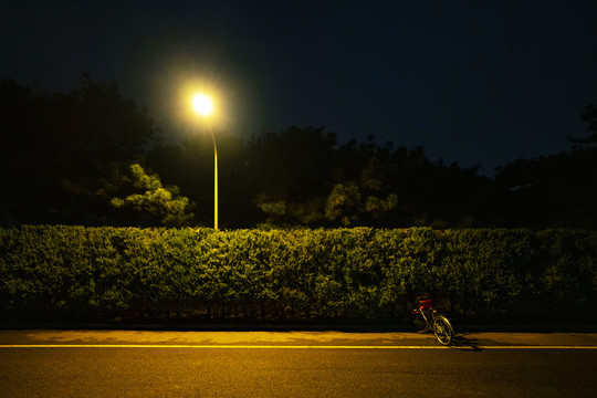 凌晨路灯下的树墙和自行车