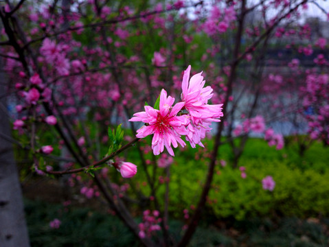 菊花桃