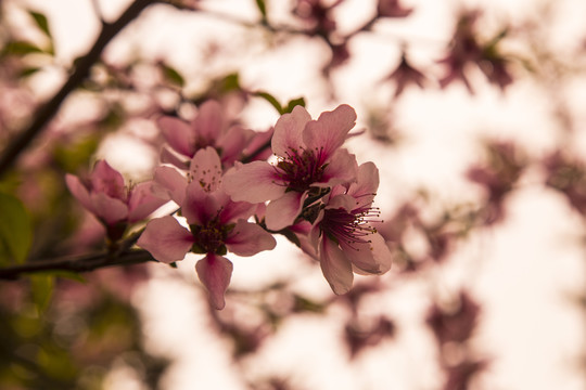 春天里盛开的桃花粉色