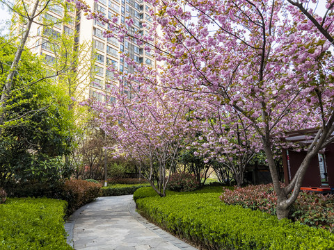 小区街道樱花景色绿化