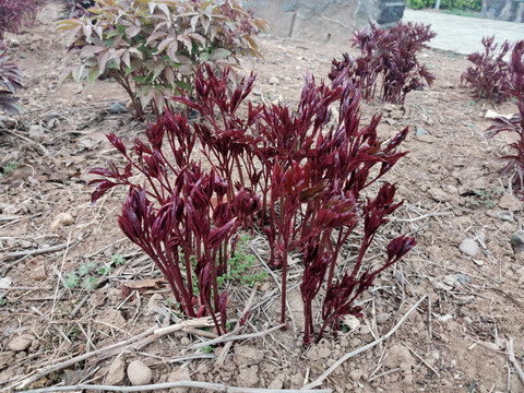 芍药花苗