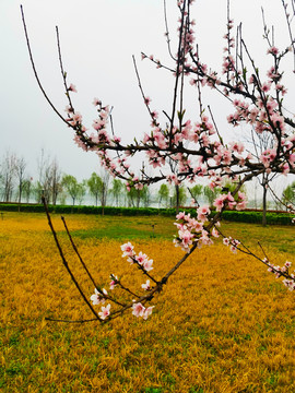 粉色桃花特写