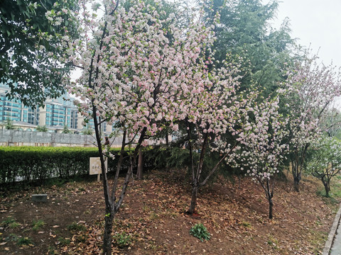 西府海棠