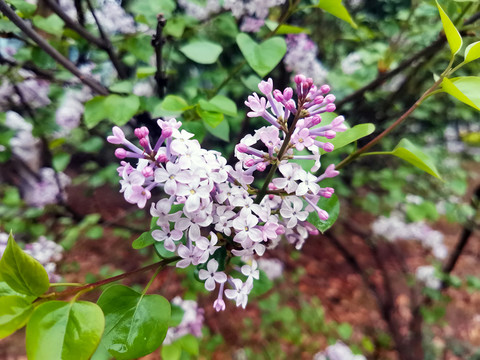 丁香花