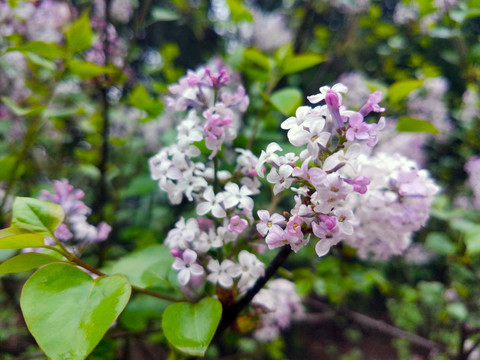 丁香花