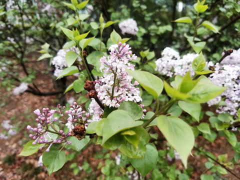 丁香花