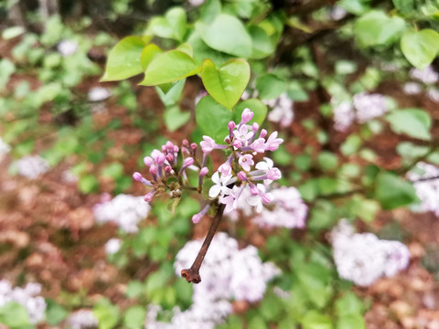 丁香花