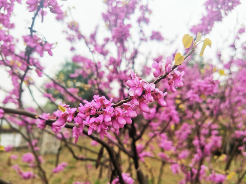 紫荆花