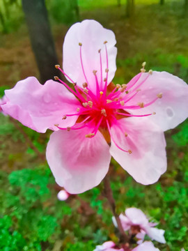 桃花朵朵