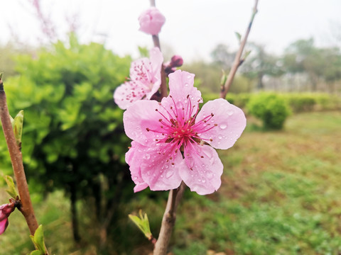 桃花朵朵