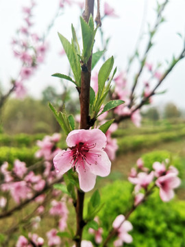 桃花