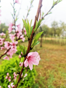 桃花