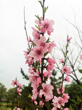 桃花