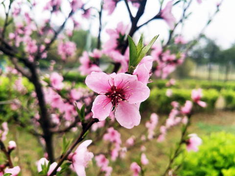 桃花