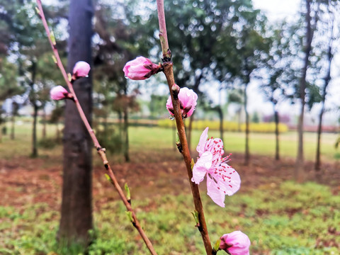 桃花