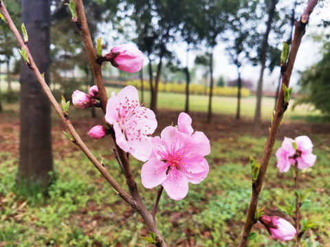 桃花