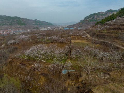 济南仲宫稻池村的连翘花