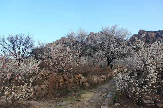 杏花村