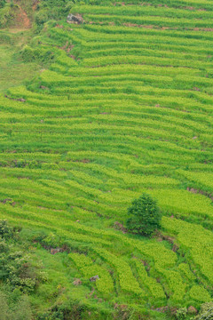山村中的水稻田