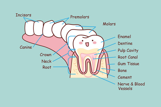 口腔内部牙齿剖面插图