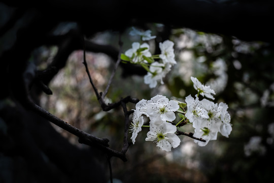 梨花