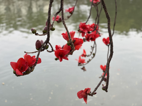 木棉