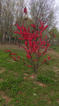 红梅花树