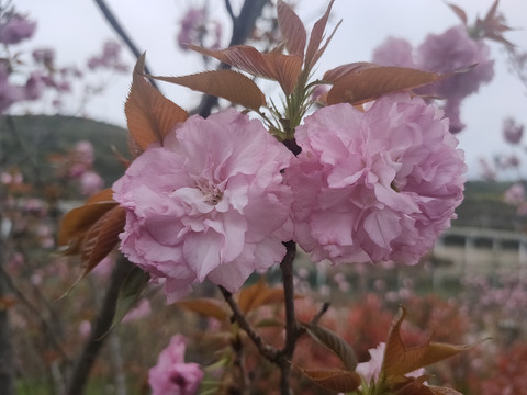 樱花特写