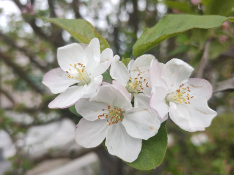 李花特写