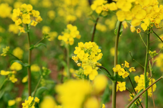 油菜花