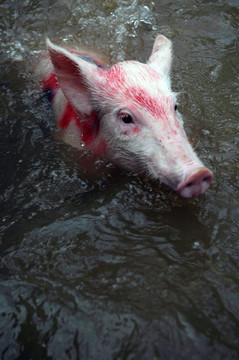 小猪游泳