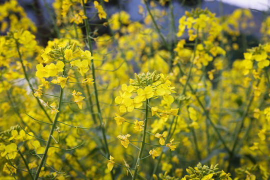 田地油菜花花朵