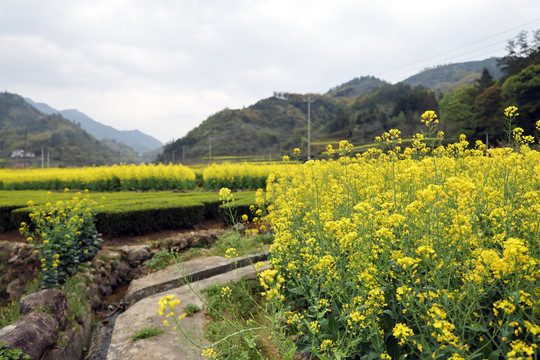 油菜花