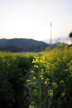 田地油菜花花朵