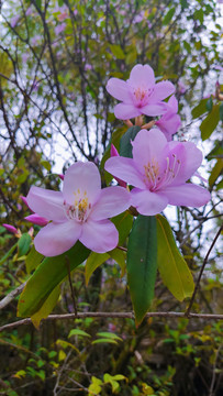 杜鹃花