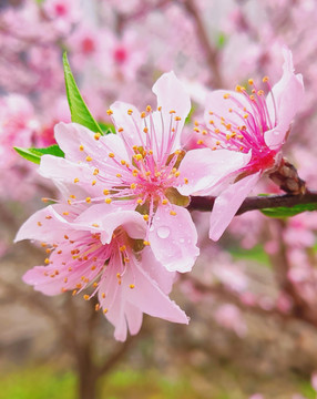 粉色桃花