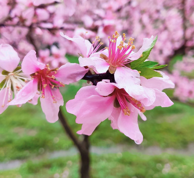 粉桃花