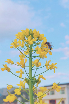 蜜蜂和油菜花