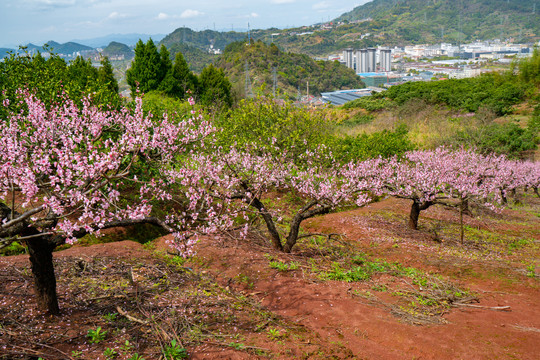 桃花桃树