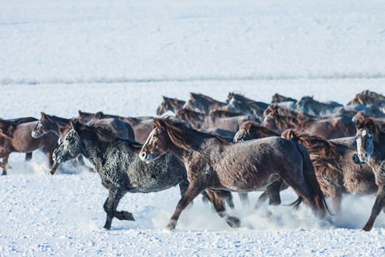 冬季雪原马群奔跑