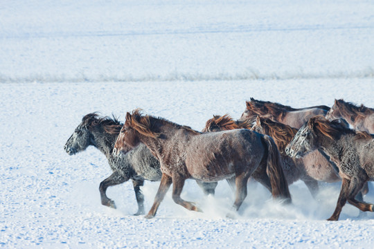 冬季雪原奔跑马群