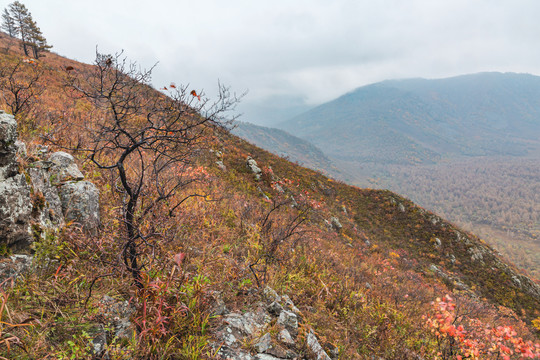 秋季山坡岩石枯树