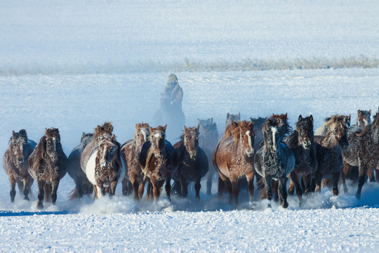 冬季草原奔跑马群牧马