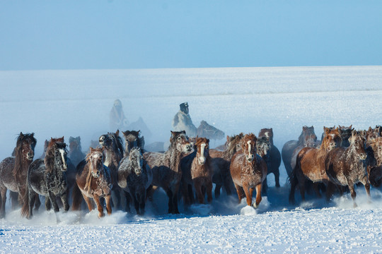 冬季雪原马群放牧